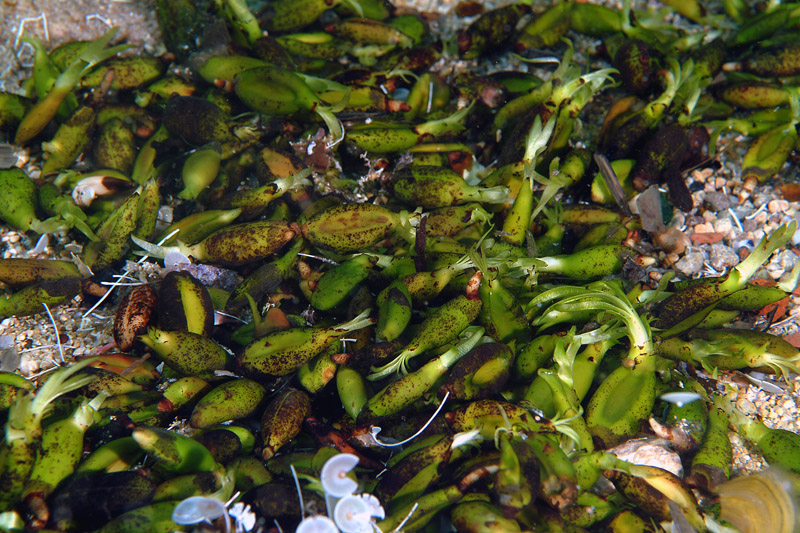 Seconda lezione: la prateria a Posidonia oceanica